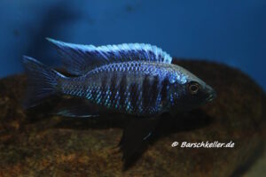 Copadichromis trewavasae 'Madimba Bay’