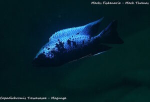 Copadichromis trewavasae 'Magunga'