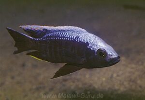 Copadichromis trewavasae 'Makonde'