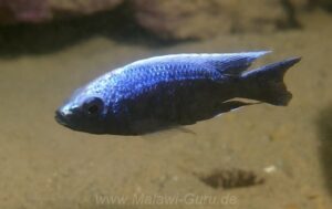 Copadichromis trewavasae 'Manda'