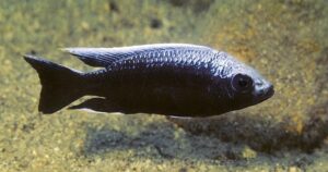 Copadichromis trewavasae 'Msisi'