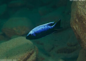 Copadichromis trewavasae