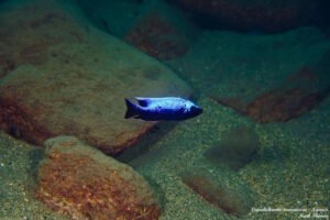 Copadichromis trewavasae 'Ngwasi'