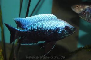 Copadichromis trewavasae 'Undu Reef'
