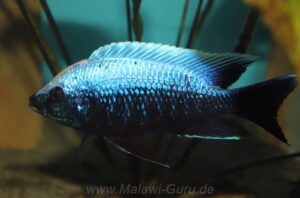 Copadichromis trewavasae 'Undu Reef'