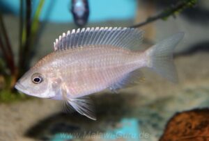 Copadichromis trewavasae 'Undu Reef''Undu Reef' / Weibchen Copadichromis trewavasae 'Undu Reef'