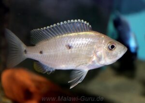 Copadichromis trewavasae 'Undu Reef'