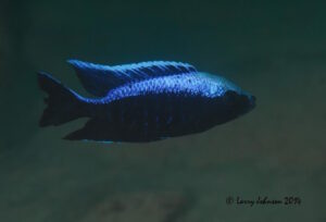 Copadichromis trewavasae 'Yofu Bay''Yofu Bay' Copadichromis trewavasae 'Yofu Bay'
