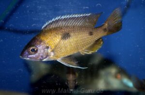 Copadichromis trimaculatus 'Gome'