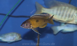 Copadichromis trimaculatus im Steckbrief Copadichromis trimaculatus