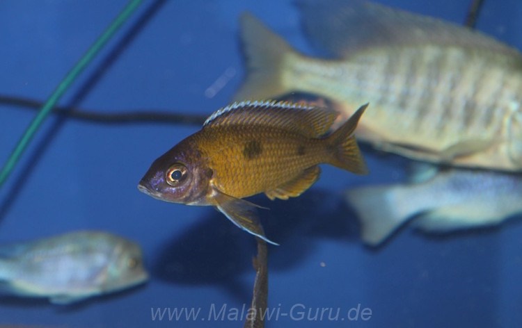 Copadichromis trimaculatus 'Gome''Gome' Copadichromis trimaculatus