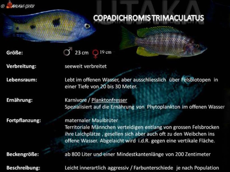 Copadichromis trimaculatus