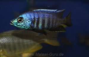 Copadichromis verduyni Arten