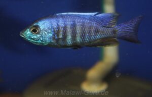 Copadichromis verduyni 'Chidunga Rocks'