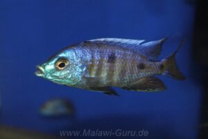 Copadichromis verduyni 'Chidunga Rocks'