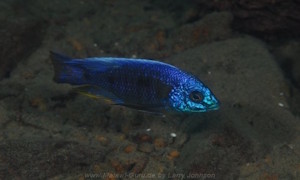 Copadichromis verduyni