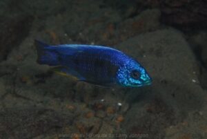 Copadichromis verduyni 'Chiofu'