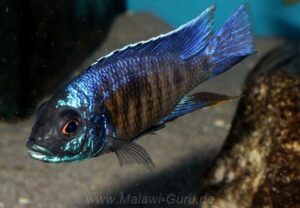 Copadichromis verduyni