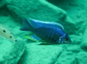 Copadichromis verduyni 'Masinje'