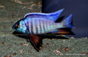 Copadichromis verduyni
