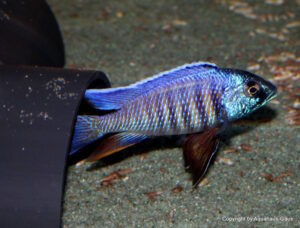 Copadichromis verduyni 'Mbamba Bay'