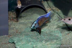 Copadichromis verduyni 'Mbamba Bay'
