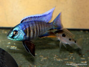 Copadichromis verduyni 'Mbamba Bay'