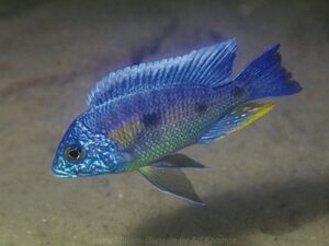 Copadichromis verduyni 'Narungu'