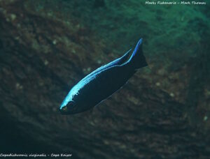 Copadichromis virginalis Arten