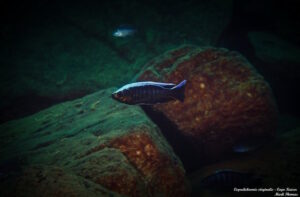 Copadichromis virginalis 'Cape Kaiser'