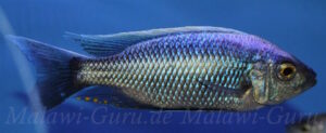 Copadichromis virginalis 'Chitimba'