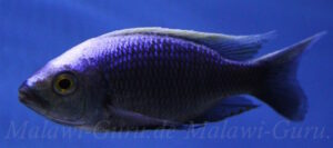 Copadichromis virginalis 'Chitimba'
