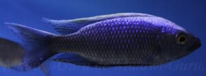 Copadichromis virginalis 'Chitimba'