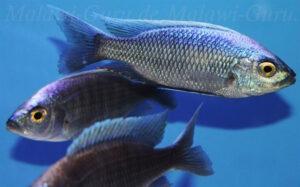 Copadichromis virginalis