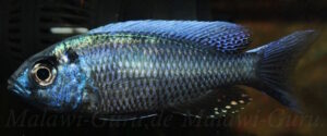 Copadichromis virginalis 'Chitimba'