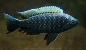 Copadichromis virginalis