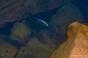 Copadichromis virginalis 'Manda'