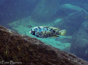 Labeotropheus fuelleborni 'Ababi Island'