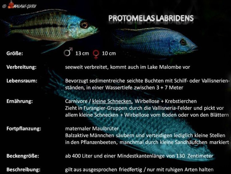 Protomelas labridens