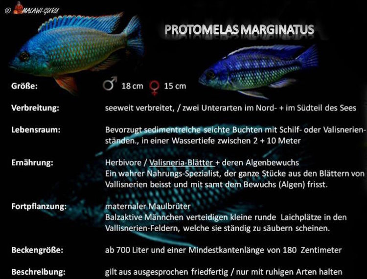 Protomelas marginatus