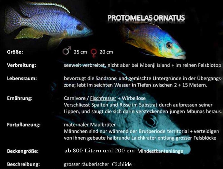 Protomelas ornatus