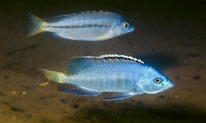 Protomelas pleurotaenia