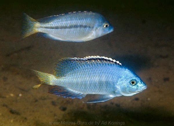 Protomelas pleurotaenia 'Liuli''Liuli' Protomelas pleurotaenia