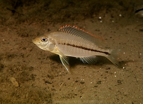 Protomelas pleurotaenia 'Liuli''Liuli' / Weibchen Protomelas pleurotaenia 'Liuli'