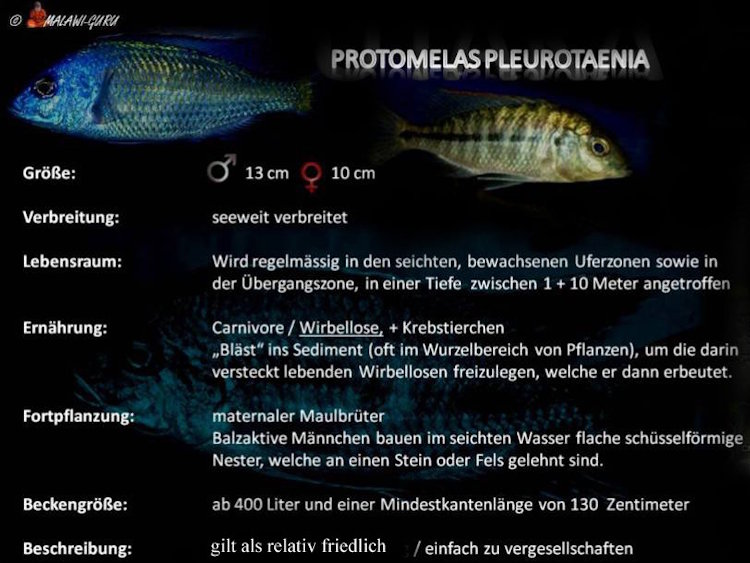 Protomelas pleurotaenia in der Artentafel Protomelas pleurotaenia
