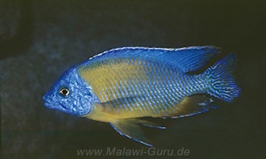 Protomelas sp. 'steveni imperial'