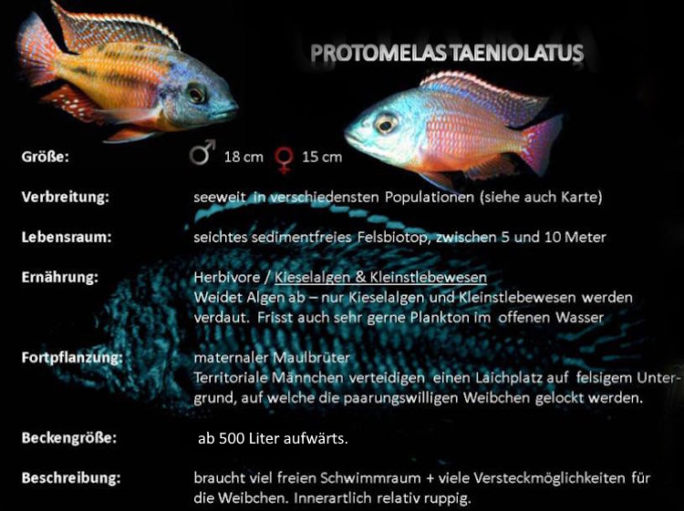 Protomelas taeniolatus