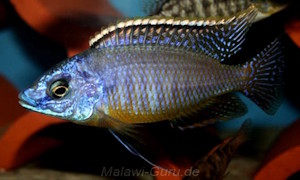 Protomelas virgatus 'Kanchedza Island'