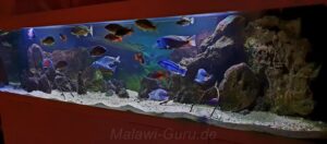 1050 Liter Nonmbuna Malawisee