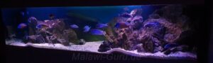 1050 Liter Nonmbuna Malawisee